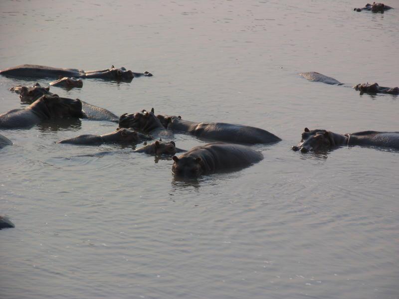 South-Luangwa_0988