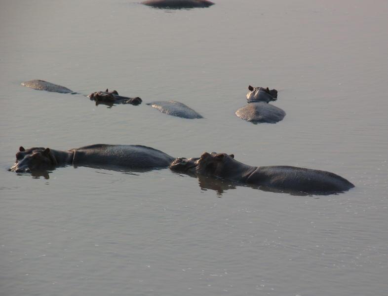 South-Luangwa_0990