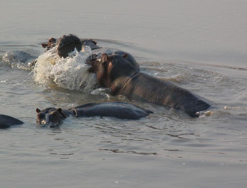 South-Luangwa_0996