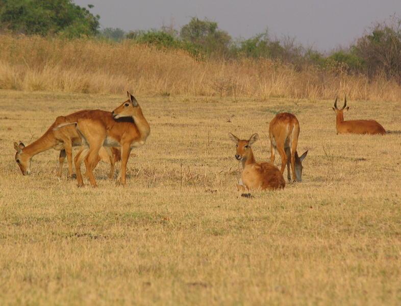 South-Luangwa_1002