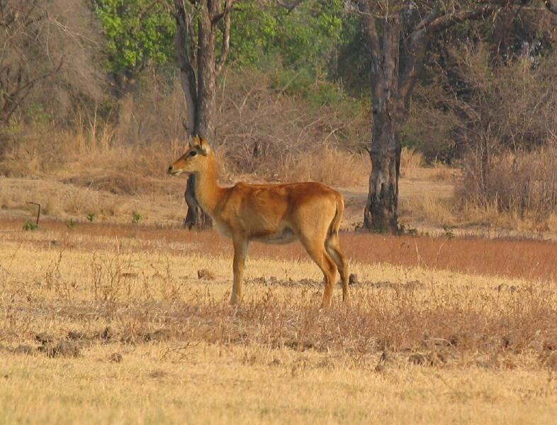 South-Luangwa_1004