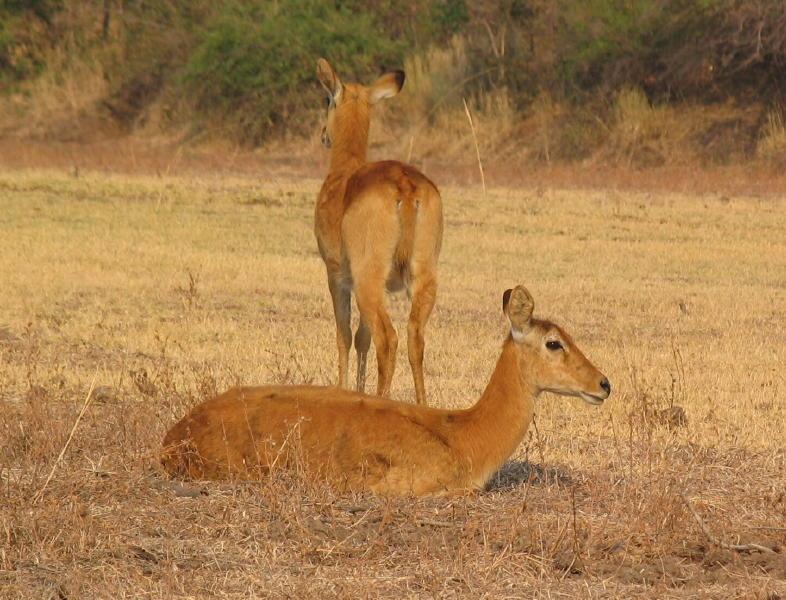 South-Luangwa_1005