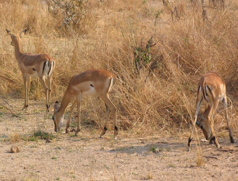 South-Luangwa_1006