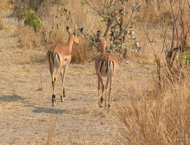 South-Luangwa_1007