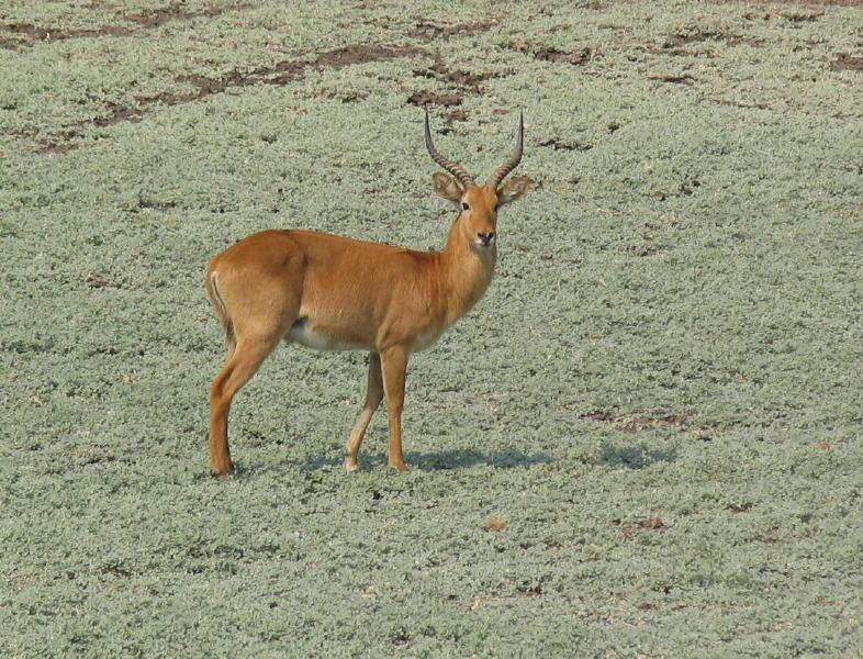 South-Luangwa_1008