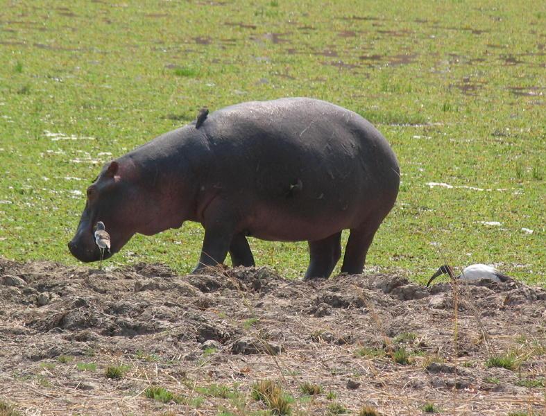 South-Luangwa_1017