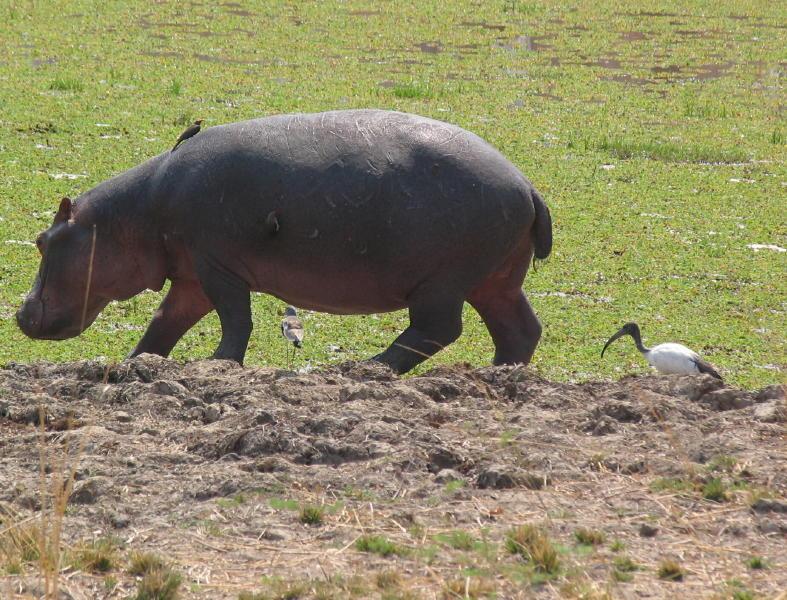 South-Luangwa_1018