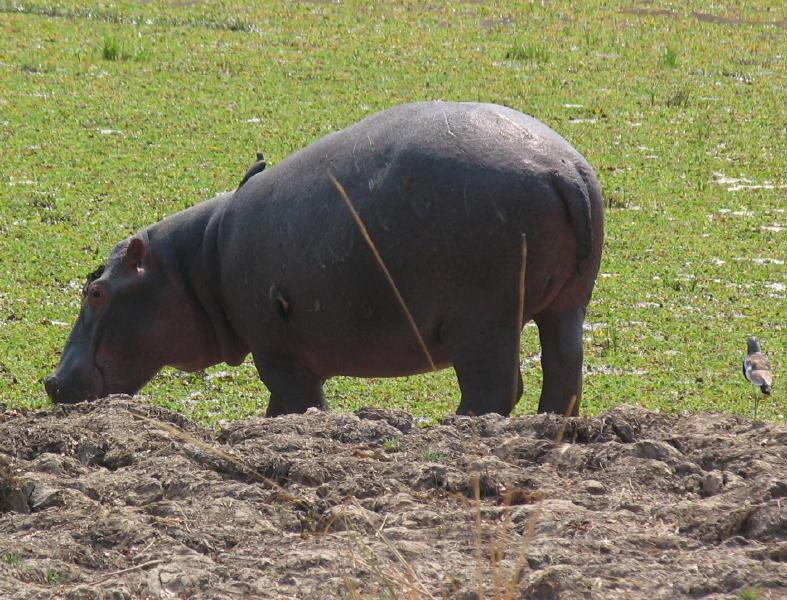 South-Luangwa_1019