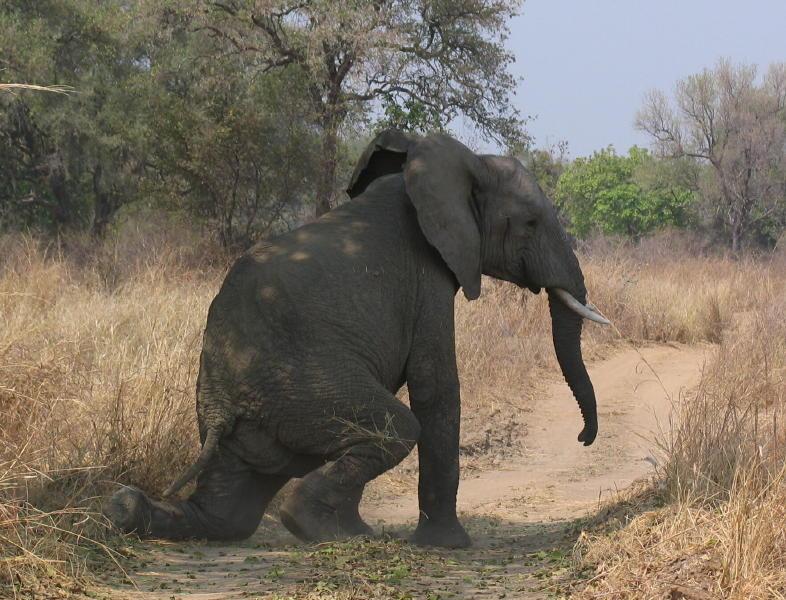 South-Luangwa_1020