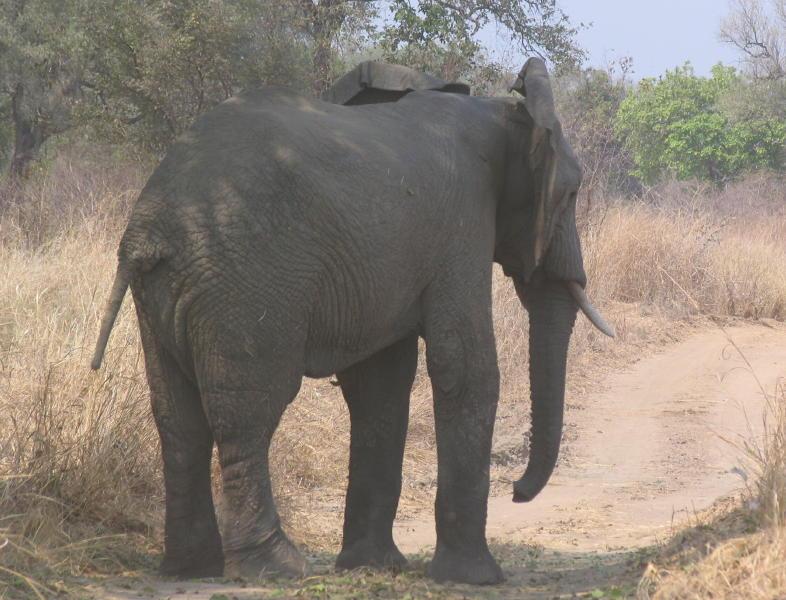 South-Luangwa_1021