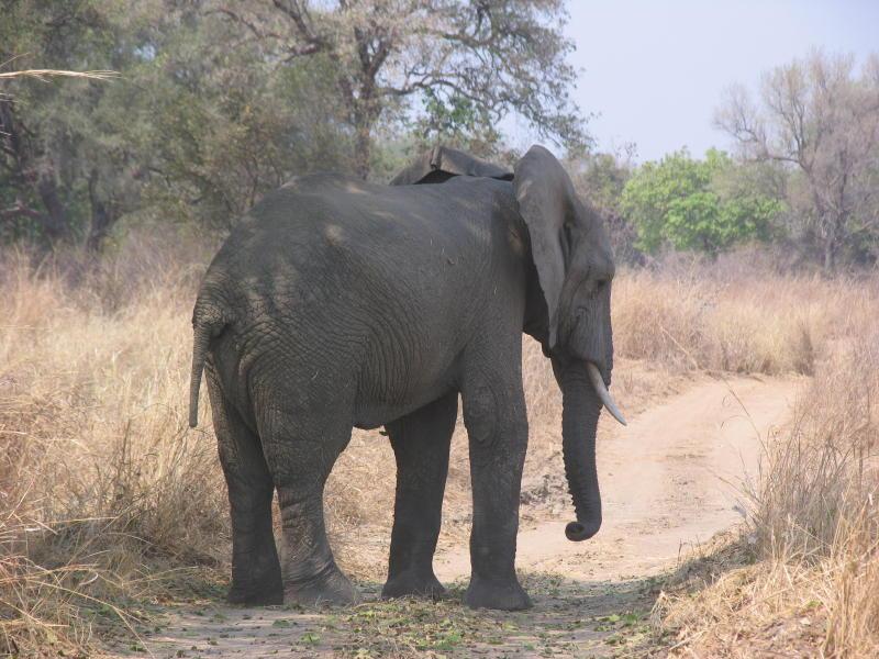 South-Luangwa_1022