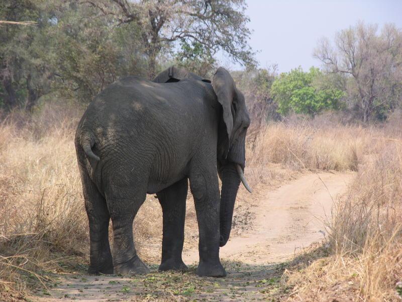 South-Luangwa_1023