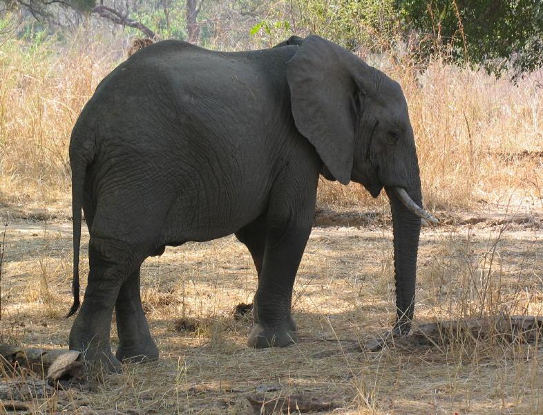 South-Luangwa_1025