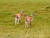 Torres-Del-Paine-5453