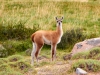 Torres-Del-Paine-5457