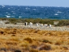 Torres-Del-Paine-5564