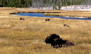 Yellowstone-National-Park-101