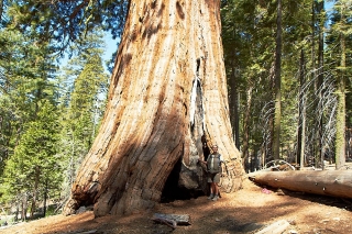 Yosemite-239