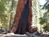 Yosemite-233